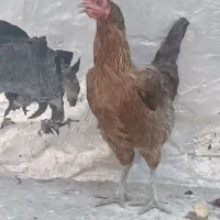 2عدد مرغ تخم گذار کردی اصل جوان