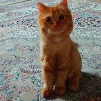 واگذاری گربه نژاد اسکاتیش