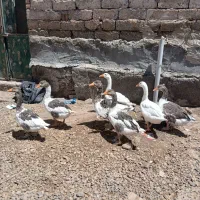 فروش فوری غاز محلی