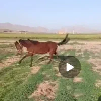 اسب مادیان