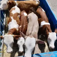 بدون واسطه نازلترین قیمت کیفیت دام ارسالی