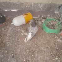 دوکت  فنری