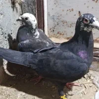 یک جفت کفتر عتیقه