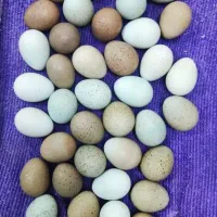 تخم بلدرچین مینیاتوری