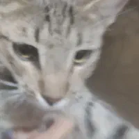 گربه