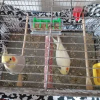 پرنده هلندی عروس