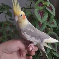 عروس هلندی ماده
