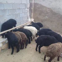 بره