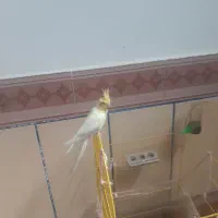 عروس هلندی|پرنده|سده (خراسان جنوبی), |دیوار