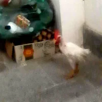 خروس خونگی