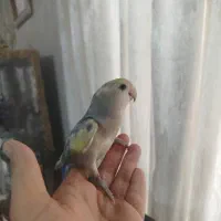 طوطی برزیلی رنگ خاص و مرغ عشق
