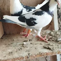 کفتر آلمانی پلنگ سار طوقی سبز
