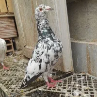 کبوتر سار