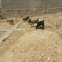 کهره|حیوانات مزرعه|دوگنبدان, |دیوار