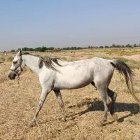 اسب|اسب و تجهیزات اسب‌سواری|اهواز, غیزانیه|دیوار