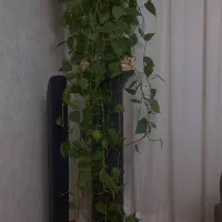 گل پتوس و پایه ی گل و مجسمه