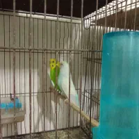 مرغ عشق رنگین کمانی