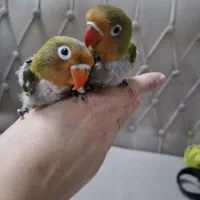 جوجه کوتوله فیشر