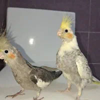 عروس هلندی