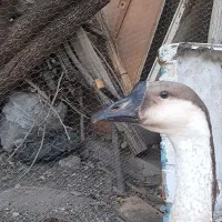 دو عددقو غاز