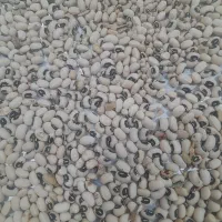 لوبیا چشم بلبلی
