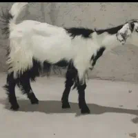 گوسفند