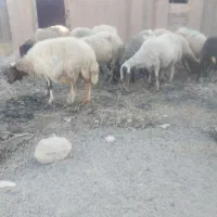 ۱۱عدد میش شک نازار داشتی ابستن