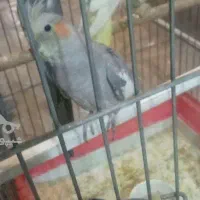 فروش  عروس  ماده معاوضه  با نر وحشی یا آرام دارم