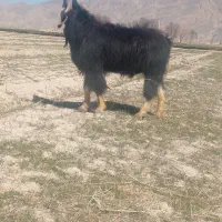 بزچاق وجوان