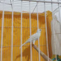قناری ماده سفید