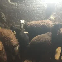 میش آبستن