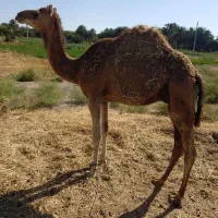 شتر|حیوانات مزرعه|دلگان, |دیوار