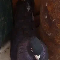 کبوتر سیاه بوشهری بال شور