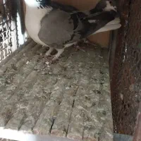 چند جفت کفتر