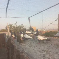 دودسته حیون