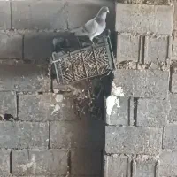 کبوتر