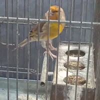 سهره قناری  بخون