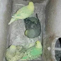 مرغ عشق مولد انگلیسی گرید آ a با ۴ تا جوجه سرلاکی