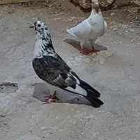 کفتر‌