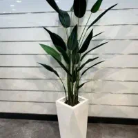 درختچه ۲۸برگ