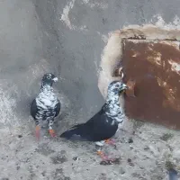 کبوتر|پرنده|تربت‌حیدریه, پائین ولایت|دیوار