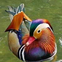 ماندارین گرید A