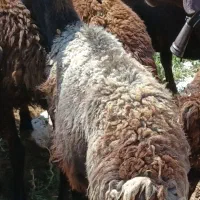 یک عدد میش گم شده