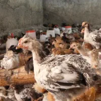 جوجه گلپایگان بومی