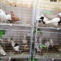 کفتر|پرنده|همدان, |دیوار