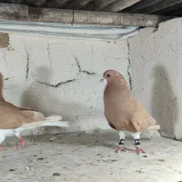 کفتر نرو ماده شهری زرد ۶ دونگ