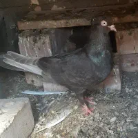 کفتر بور