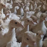 نیمچه بوقلمون بیوتی