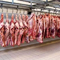 گوشت گوسفندی بره نرینه فقط به قیمت کشتارگاه