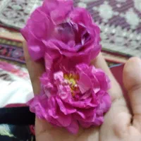 فروش گل محمدی خانم هستم خانما اس بدن